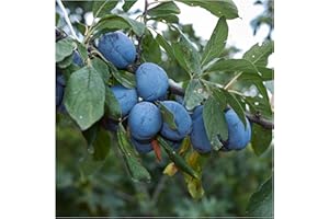 Dwarf Merryweather Damson Tree, Self-Fertile & Heavy Cropping, Bare Rooted 3fatpigs®