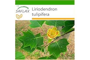 SAFLAX - Prawdziwy Tulipanowiec - 20 Nasiona - Z pożywką wolną od zarazków - Liriodendron tulipifera