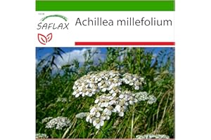 SAFLAX - Milenrama - 200 semillas - Con sustrato estéril para cultivo - Achillea millefolium