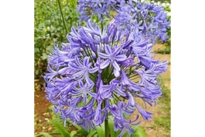 Saterkali Semillas de Agapanthus, 100 piezas Semillas de Agapanthus Semillas de bonsái de flores hermosas de alto rendimiento Prolífico Fácil de cultivar para jardín Semillas de agapanto