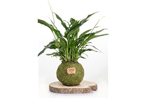 Kokedamas Lucciana Lys de la Paix Naturel - Kokedama Intérieur | Boule de Mousse Vivante | Plante Naturelle | Plante Intérieure ou Extérieure | Décoration Maison | Entretien Facile