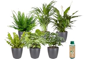 ‎ECOWORLD vdvelde.com - Ecoworld Grüne Zimmerpflanzen Echt - 6er Set Pflegeleicht und Luftreinigende Grünpflanzen - Wenig Licht Benötigt - Mit übertopf und Zimmerpflanzen Dünger - Topf Ø12 / Höhe 40 cm