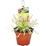 Fleischfressende Pflanze - Drosera capensis - der rote Kap Sonnentau - 8 bis 12cm!