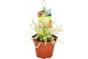Köttätande växt – Drosera capensis – den röda cap soldamm – 8 till 12 cm!