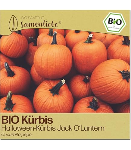 Samenfestes BIO Saatgut Krbis Samenliebe BIO Krbis Samen Mini-Butternut  Honeynut - Samenfestes BIO Saatgut 10 Stck