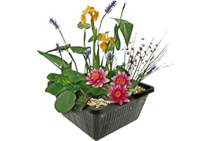 vdvelde.com - Mini Teichpflanzen Set Winterhart - Rot - 1 Rote Seerose und 3 Blühende Wasserpflanzen - inklusive Teichkorb, Lehm, Abdeckkies und Teichpflanzen Dünger - Van der Velde Wasserpflanzen