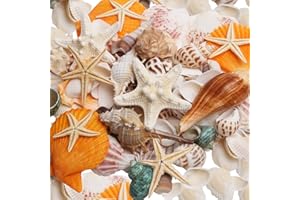 SKOOLOVE Sea Shells Mixed Beach Seashells, 11 Kinds for Starfish and Shells, Natural Seashells for Beach Party, Home Decor, Shells for Crafting,0.8lb Sea Shells for Kids
