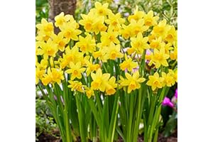 GardenersDream 50 x Tete A Tete Daffodil Bulbs - Trumpet Spring Flowering Bulbs - Outdoor Plants for Gardens, Borders, and Containers - Easy to Grow Rockery Narcissus Dwarf Garden Bulb