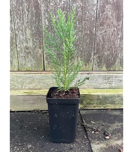 bonsai pachira Pachira aquatica "Money Tree" Braid