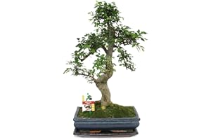 Exotenherz - Bonsai Chinesische Ulme - Ulmus parviflora - ca. 12-15 Jahre