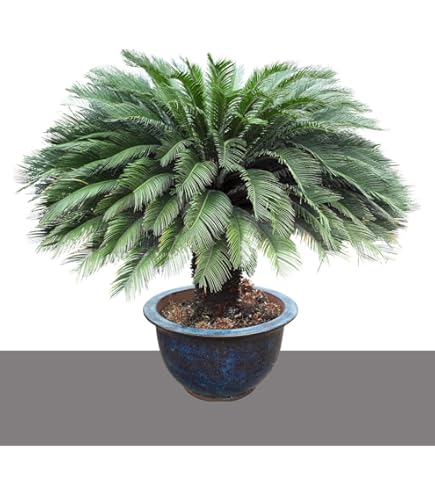 Elefantenfu Palme 10 Samen -Beaucarnea recurvata- **Toll Zimmerpflanze** :  Amazon.de: Garten