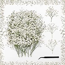 120 Fiori Secchi Gypsophila Bianco Rosa - Per Resina, Candele, Decorazioni Fai Da Te - Foto 4