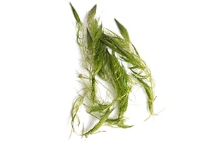 Lincolnshire Pond Plants Ltd Ceratophyllum (Hornwort) Oxygenating Pond Plant - Native Oxygenator (2 Bunch)