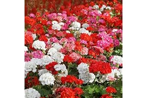 Luojuny Graines de géranium, 50pcs / sac graines de géranium vivaces florissantes résistantes aux intempéries en plein air parfumées graines de fleurs colorées fournitures de jardinage Multicol