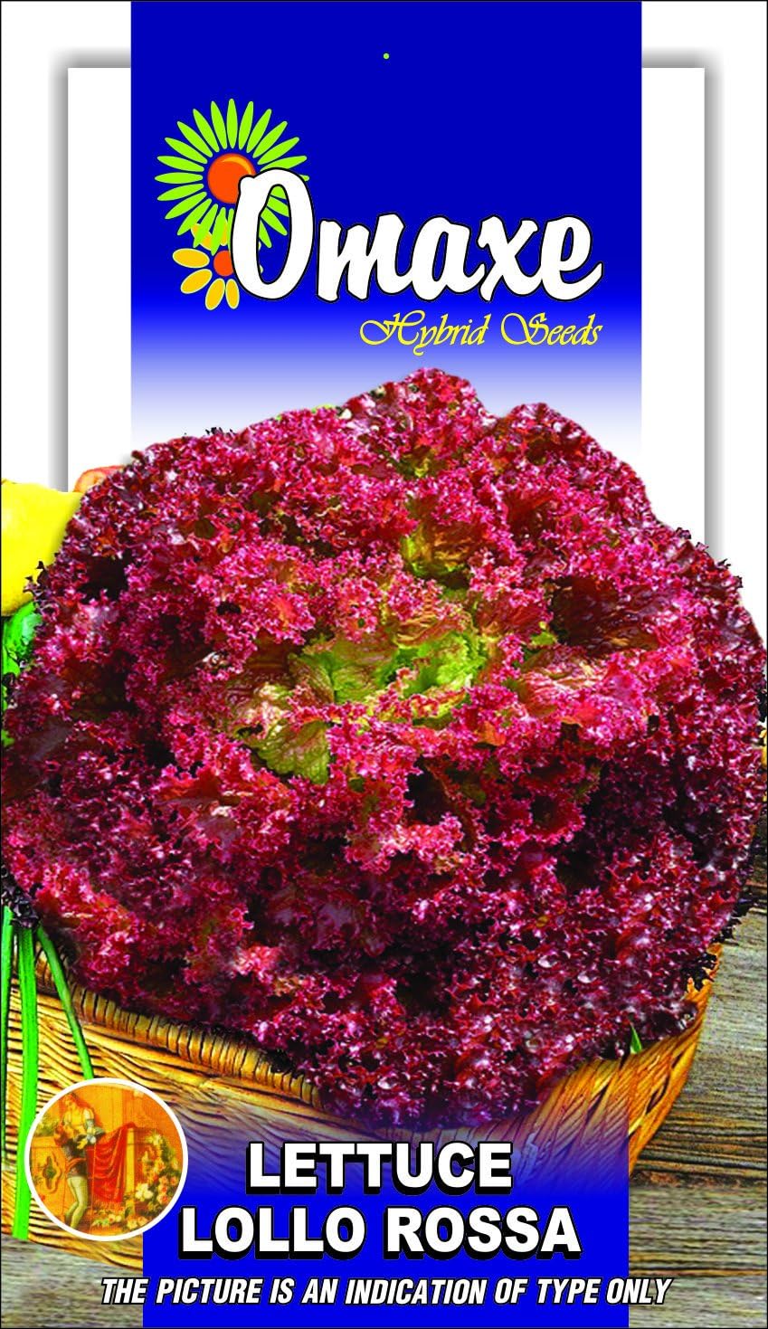 Omaxe Lettuce Lollo Rosso - 100 Seeds Pack Exotic Seeds