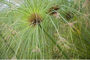 SVI Cyperus papyrus EGYPTIEN PAPYRUS graines!