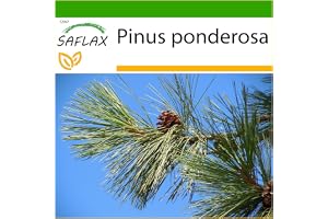 SAFLAX - Gyllene Tall - 20 Frön - Med pottsubstrat för bättre odling - Pinus ponderosa