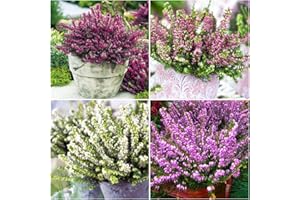 GrowOn Shrubs [x4] Winter Heather Erica Darleyensis Collection | Variety-Pack | Evergreen Shrubs | Outdoor Garden Ready Plants | Winter to Spring Flowering | Red, Pink, White Flowers