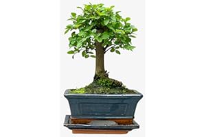 BONSAI2U Bonsai Chinese Elm in Ceramic with Saucer House Plant Bonsai Tree Houseplant Plants Easy to Grow Your Own 1x 12cm Potted Plant