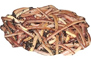 GM8 Original Organics Compost Bin, Earth Tone, Plastic, Rectangular, Wormery, Compost Bin, 500grams, 50-100 Worms