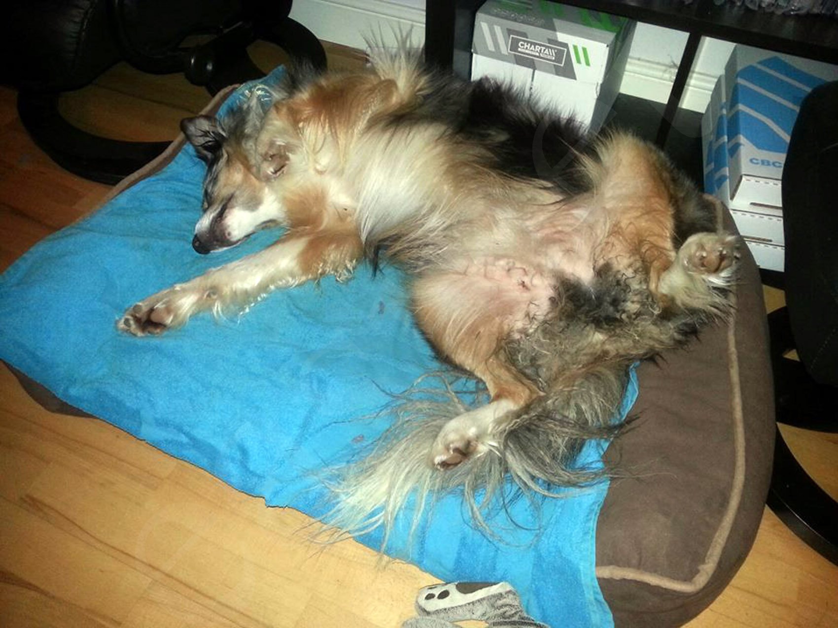Easipet Deluxe Orthopaedic Soft Dog Pet Pillow Sofa Bed In 2 Sizes