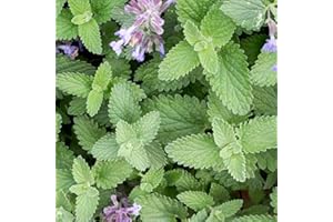 Catnip Seeds - 400 Fresh Catnep Cat Mint Herb Seeds – Plant and Grow Your Own Herbs in Greenhouse, Garden, Polytunnel, Growbags, Pots or Containers by Meldon Seeds UK