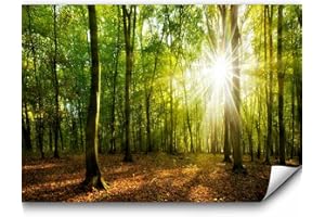 murando - Papier peint panoramique paysage 250x175 cm - Revêtement mural décoration salon - Design moderne - Des arbres photographie paysage forêt nature soleil c-B-0663-a-a