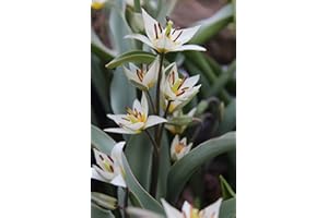 BLUMENHANDEL ULLRICH Wildtulpen Turkestanica Botanische Tulpen Tulpenzwiebeln (25 Blumenzwiebeln)