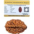 2 Mukhi Rudraksha Original Certified Bead - Natural Indian 2 Mukhi Rudraks for Meditation and Prayer, Protection, Chakra Balancing, Spiritual Growth and DIY Pooja Supplies