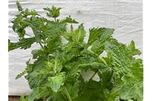 COUNTRY CLIMBERS & GARDEN FAVOURITES Mojito Mint Mentha nemorosa japanishe herb Perennial Plant for Drinks Loved by Bees 9cm Pot