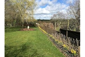 F&G Supplies Our Best Value Mixed Native Hedgerow Plants Bare Root Saplings Grade A Whips(10, 1-2ft (30-60cm))