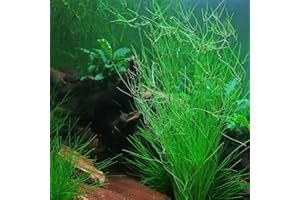 PondPlantsUK - Eleocharis Vivipara - Aquarium Plants