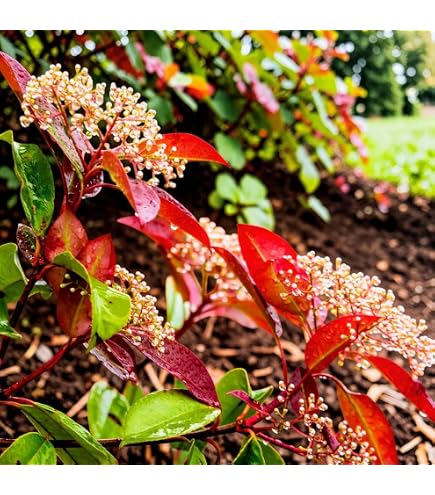 GrowOn Shrubs [x3] Photinia x Fraseri 'Little Red Robin' | Multi-Pack |  Evergreen Shrubs | Outdoor Garden Ready Plants | Spring Flowering | Creamy  White Flowers : Amazon.co.uk: Garden