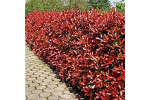 GARTENCENTER BARTELS Glanzmispel Camilvy Containerpflanzen 120-140 cm