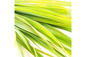 NEWLANDS Lemon Grass Plug Plants, Grown from cuttings, Perfect for Growing Your own Lemon Grass (6) Online Plants and Herbs, Great for Asian Cuisine, stews, casseroles and Teas!