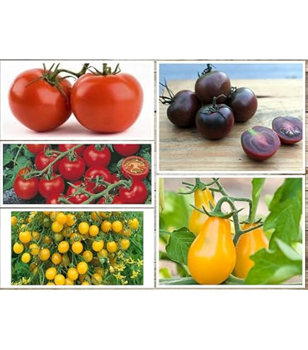 tomato2枚セット 51BG+t4qQLL._UF350,350_QL50_.jpg