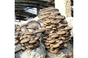 ZHOUBAA Semi da piantare, semi di funghi, 150 pezzi/sacchetto, deliziosi semi da giardino, naturali, produttivi, profumati, per l'azienda agricola, semi di funghi