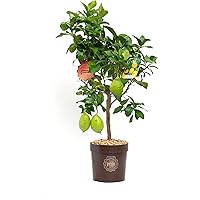 Vannucci Piante - Limone, Citrus limonum, Agrumi, Pianta vera, Pianta da terrazzo, Pianta da frutto, Mediterranea
