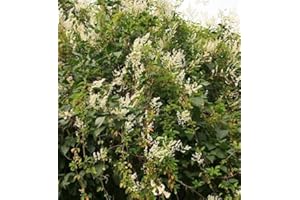 Polygonum Russian Vine Climbing Plants Mile a Minute 3-4ft Tall Supplied in a 3 Litre Pot by DirectPlants™