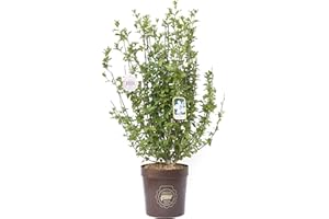 Vannucci Piante - Hibiscus syriacus 'Blue Bird', (Ibisco) Pianta vera in vaso, Pianta da esterni