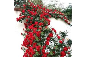 Saterkali Semi di rosa rampicante, 100 pezzi/borsa Semi di rosa rampicante Colture a crescita rapida Colture dai colori vivaci Piante da giardino Semi per cortile Rosso Semi Di Rosa