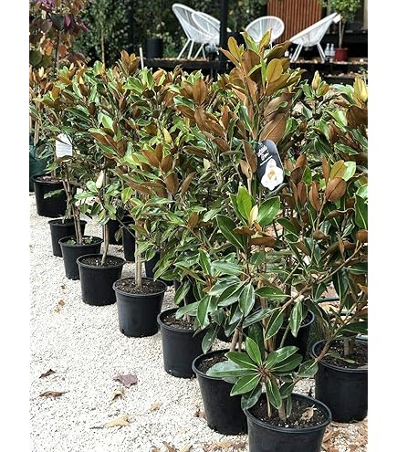 Magnolia 'Susan' Vannucci Piante - Pianta Vera In Vaso, Fiori Porpora-Rosa, Per Terrazzo O Giardino - Foto 9