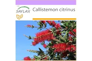 SAFLAX - Callistemon - 400 graines - Callistemon citrinus