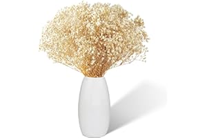 AUFISI Schleierkraut Getrocknet, 2500+ Blütenknospe Trockenblumen Weiß Natürliche Trockenblumen Schleierkraut für Hochzeit Brautsträuße Pampasgras Deko