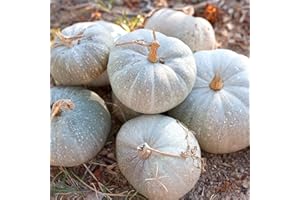 PREMIER SEEDS DIRECT Squash Strawberry Crown - 15 Finest Seeds