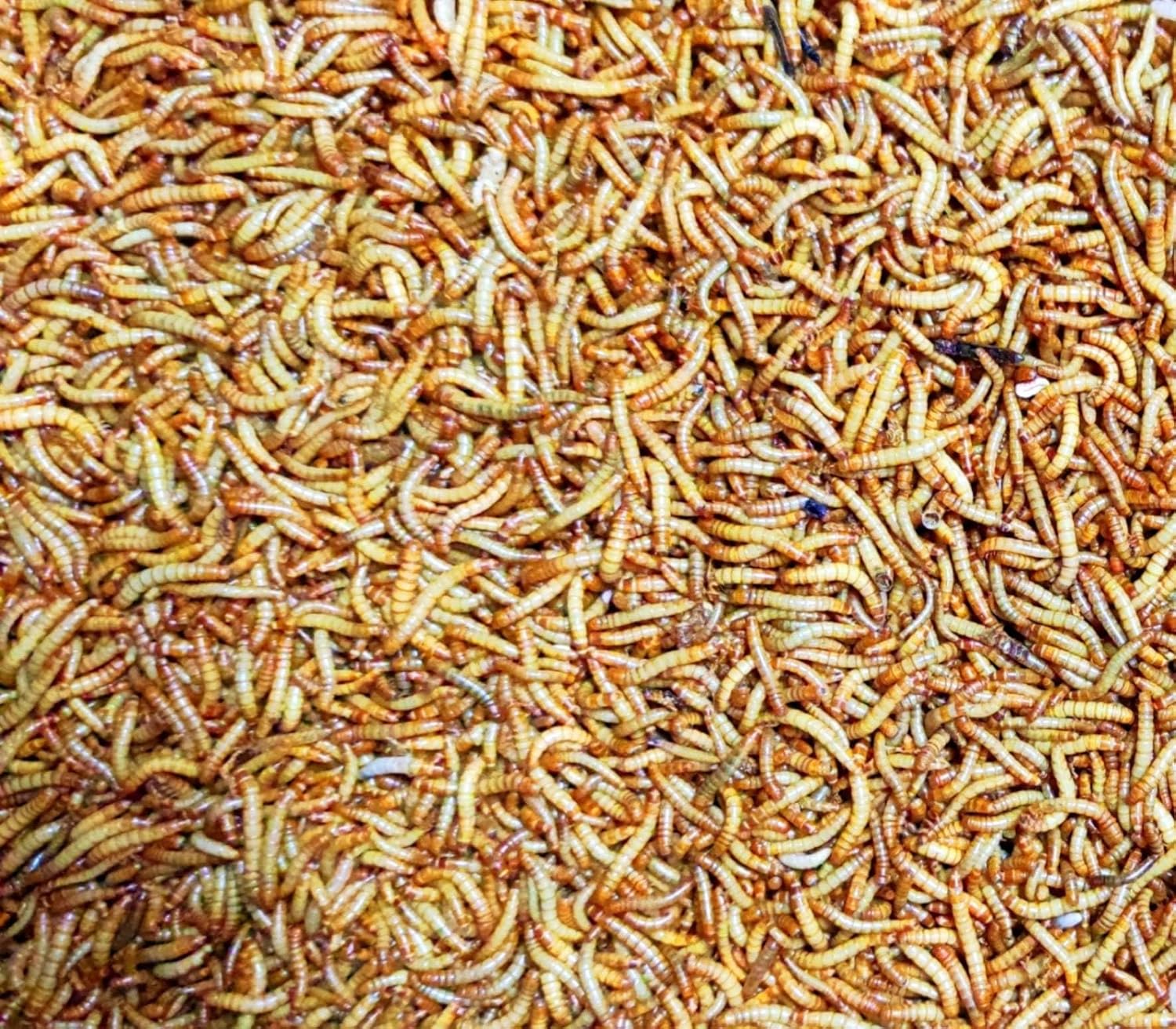 Tenebrio Molitor Vivos (200–300 uds) – Gusano de la Harina – Alimento para Hormigas en Hormigueros y Snack Vivo para Reptiles-Gecko-Pajaros etc