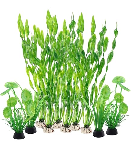 portugiesischer kirschlorbeer 100-125 Portugiesischer Kirschlorbeer (Prunus lusitanica 'Angustifolia') | 100-125  cm im Topf