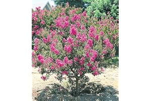 BALDUR Garten Flieder des Südens, 1 Pflanze, Lagerstroemia indica Kreppmyrte winterhart, für Standort in der Sonne geeignet, blühend, sehr pflegeleicht und resistent gegen Krankheiten