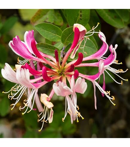 1 X LONICERA 'TELLMANNIANA' DECIDUOUS Climber Hardy Garden Plant in Pot :  Amazon.co.uk: Garden