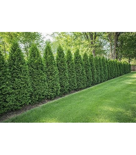 goldspitzen thuja Heckenpflanzen Heckenpflanzen online kaufen aus Heckenpflanze Thuja plicata  'Aurescens' (Goldspitzen-Lebensbaum) – Mitteldeutsche-Baumschulen main image 1